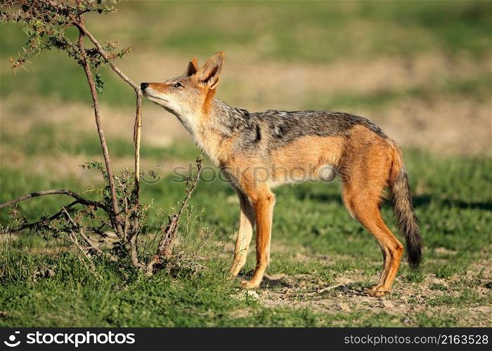 Black-backed jackal (Canis mesomelas) in natural habitat, Kalahari desert, South Africa