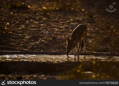 Black backed jackal drinking at waterhole in backlit in Kgalagadi transfrontier park, South Africa ; Specie Canis mesomelas family of Canidae. Black backed jackal in Kgalagadi transfrontier park, South Africa