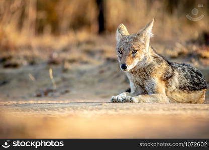 Black-backed jackal laying in the sand in the Welgevonden game reserve, South Africa.