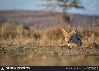 Black-backed jackal laying in the sand in the Welgevonden game reserve, South Africa.
