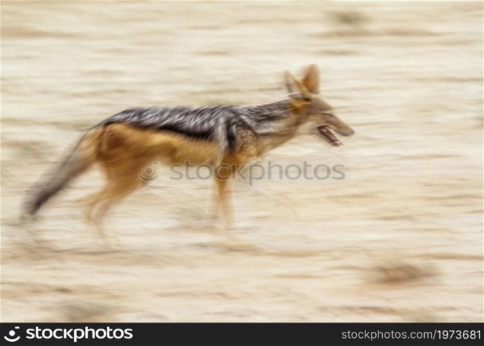 Black backed jackal running with long exposure effect in Kgalagadi transfrontier park, South Africa ; Specie Canis mesomelas family of Canidae. Black backed jackal in Kgalagadi transfrontier park, South Africa