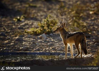 Black backed jackal standing at waterhole in backlit at dawn in Kgalagadi transfrontier park, South Africa ; Specie Canis mesomelas family of Canidae. Black backed jackal in Kgalagadi transfrontier park, South Africa