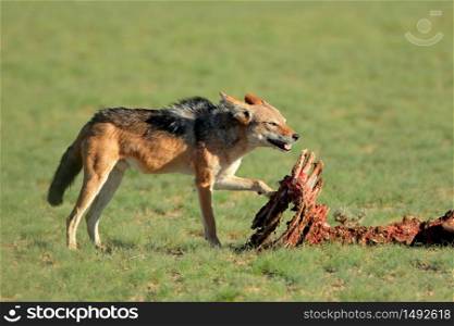 Black-backed jackals (Canis mesomelas) scavenging the remains of an antelope, Kalahari, South Africa