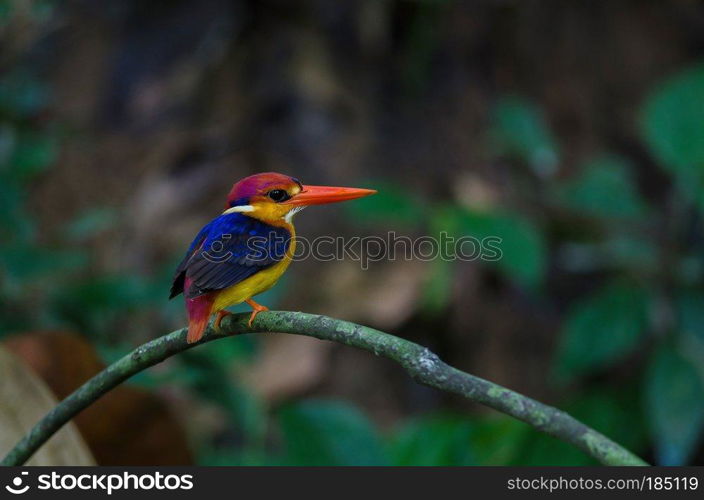 Black backed Kingfisher or Oriental Dwarf Kingfisher perched on branch