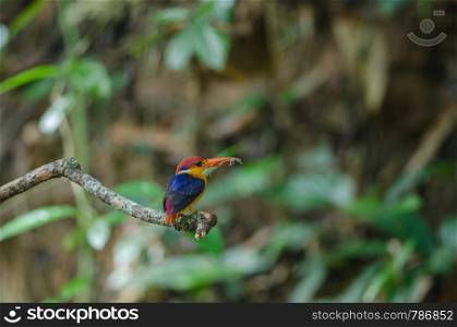 Black backed Kingfisher or Oriental Dwarf Kingfisher perched on branch and food for baby birds