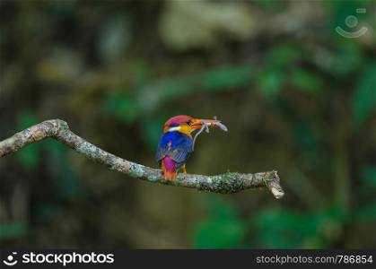 Black backed Kingfisher or Oriental Dwarf Kingfisher perched on branch and food for baby birds