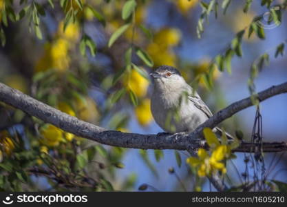 Black backed Puffback in yellow flowering tree in Kruger National park, South Africa   Specie Dryoscopus cubla family of Malaconotidae. Black backed Puffback in Kruger National park, South Africa