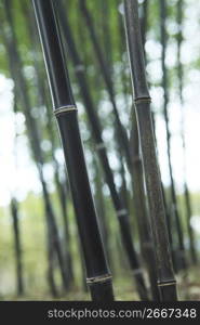 Black Bamboo