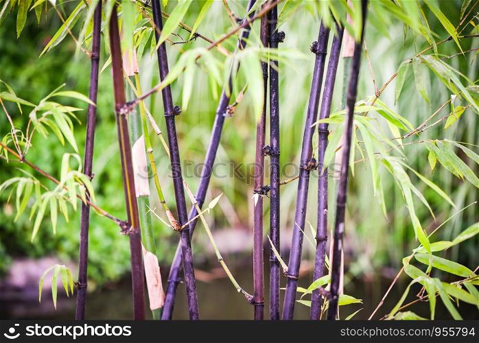 Black bamboo tree natural growing in the garden park