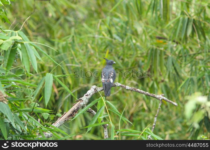 Black Baza bird catch on the branch in nature