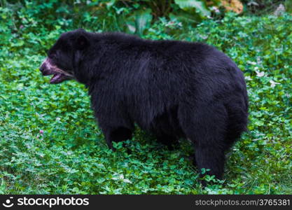 Black Bear