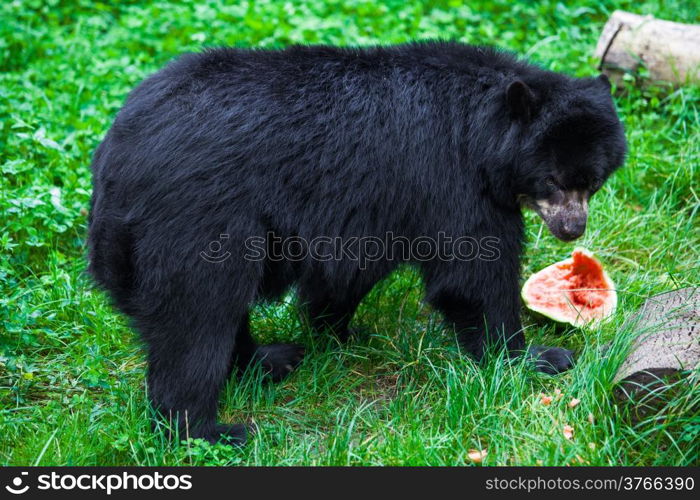 Black Bear