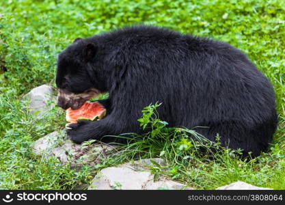 Black Bear