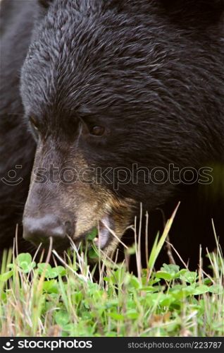 Black Bear along British Columbia highway