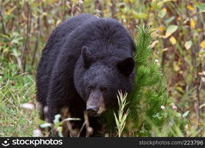 Black Bear along British Columbia highway