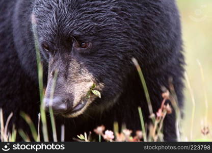 Black Bear along British Columbia highway