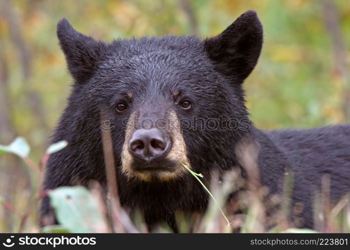 Black Bear along British Columbia highway