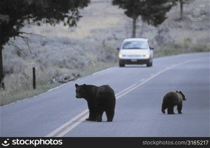 Black Bear and Cub on Road
