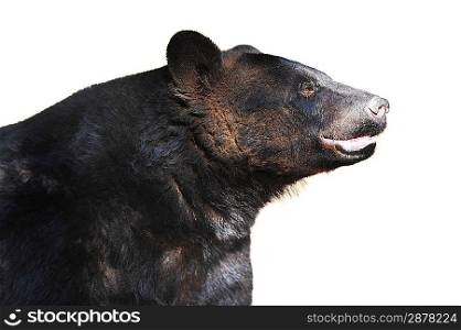 black bear at zoo. summer season.