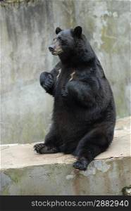 black bear at zoo. summer season.