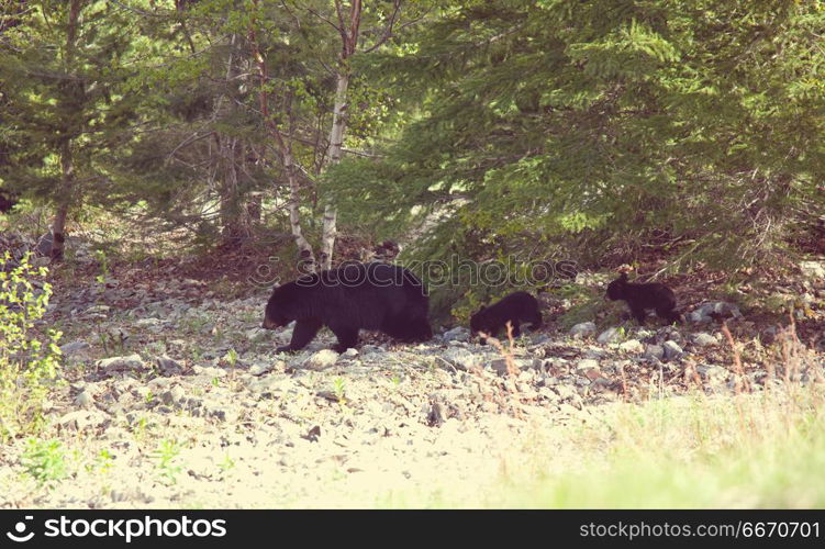 Black bear. Black bear in the forest