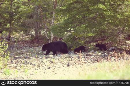 Black bear. Black bear in the forest