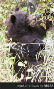 Black bear climbing hawthorn in the fall searching for berries