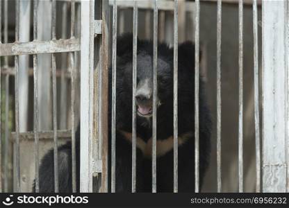 black bear in cage, black and white