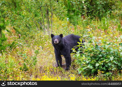 Black bear in the forest