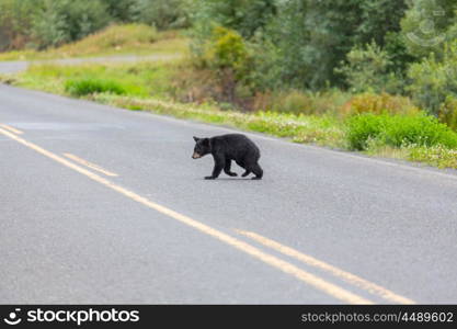 Black bear in the forest