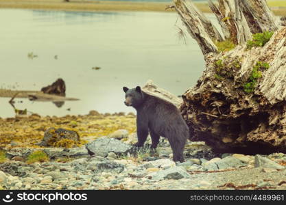 Black bear in the forest