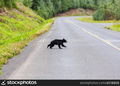 Black bear in the forest