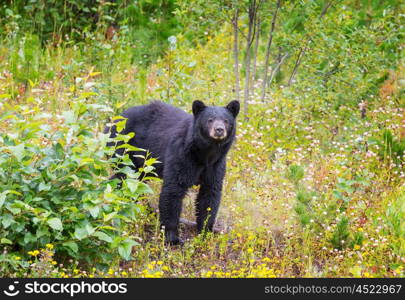 Black bear in the forest, Canada, summer season