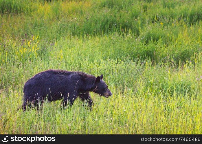 Black bear in the forest, Canada, summer season