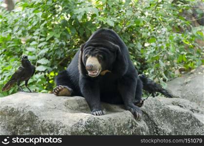 Black bear in the zoo open in Thailand
