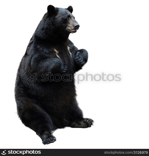 black bear isolated on white