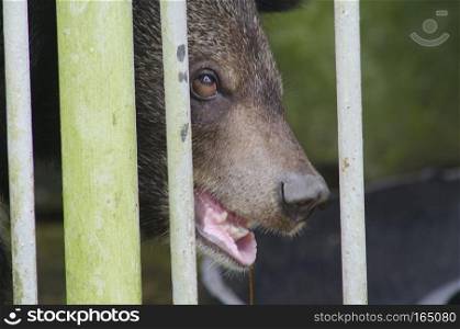 Black bear looking behind cage bars