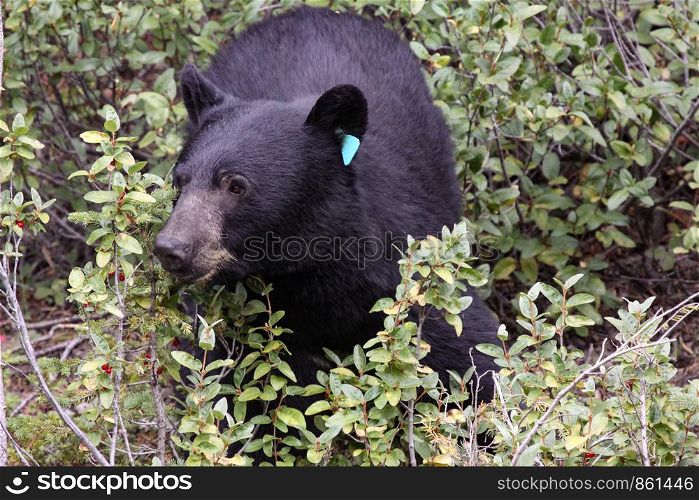 Black bear marks with mark in the ear