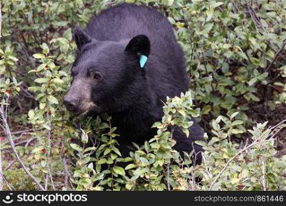 Black bear marks with mark in the ear