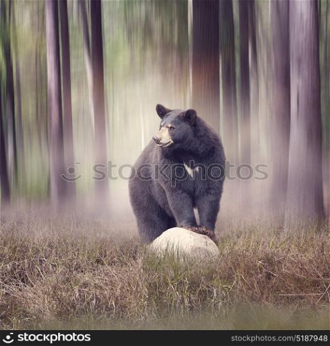 Black bear on a rock in the woods. Black bear in the woods