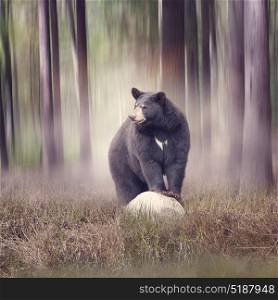 Black bear on a rock in the woods. Black bear in the woods