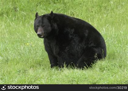 Black bear sitting on green grass