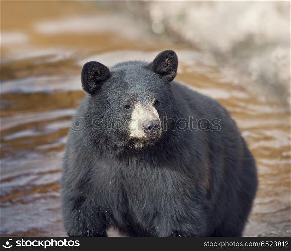 Black Bear (Ursus americans) in water. Black Bear in water