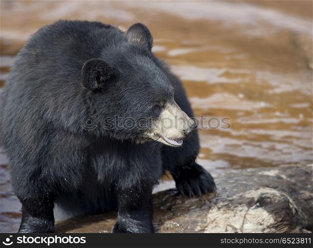 Black Bear (Ursus americans) near water. Black Bear near water