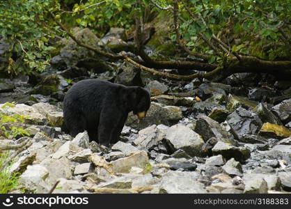 Black bear (Ursus americanus) in a forest