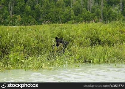 Black bear (Ursus americanus) in a forest