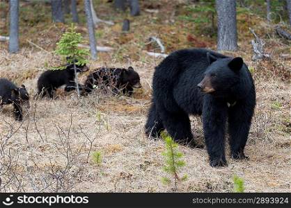 Black bear (Ursus americanus) with its cubs in a forest, Jasper National Park, Alberta, Canada