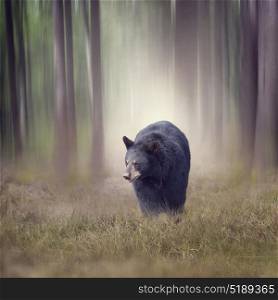 Black bear walking in the woods. Black bear in the woods