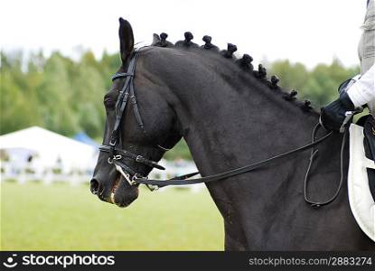 black beautiful horse with rider outdoor