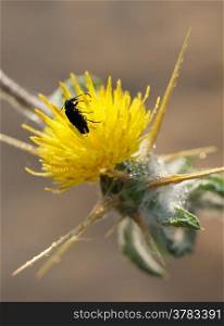 Black beetle on yellow flower of prickly plants.